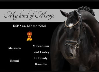 Caballo de deporte alemán, Yegua, 5 años, 166 cm, Negro