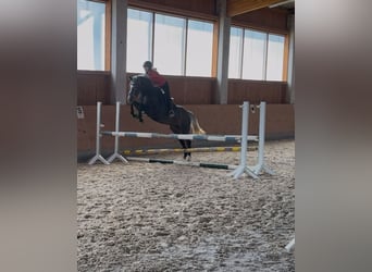 Caballo de deporte alemán, Yegua, 5 años, 166 cm, Tordo