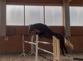 Caballo de deporte alemán, Yegua, 5 años, 166 cm, Tordo