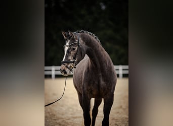 Caballo de deporte alemán, Yegua, 5 años, 166 cm, Tordo