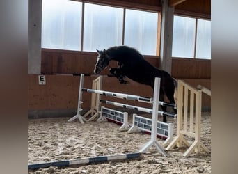 Caballo de deporte alemán, Yegua, 5 años, 166 cm, Tordo