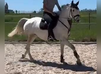 Caballo de deporte alemán, Yegua, 5 años, 166 cm, Tordo