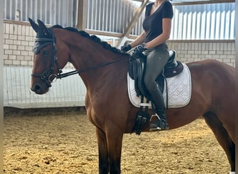 Caballo de deporte alemán, Yegua, 5 años, 167 cm, Castaño