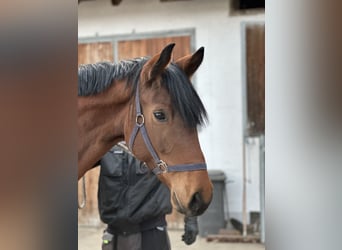 Caballo de deporte alemán, Yegua, 5 años, 167 cm, Castaño