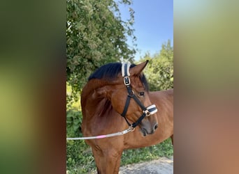 Caballo de deporte alemán, Yegua, 5 años, 167 cm, Castaño