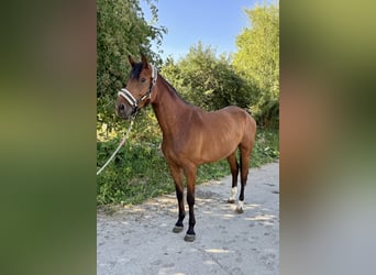 Caballo de deporte alemán, Yegua, 5 años, 167 cm, Castaño