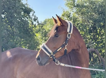 Caballo de deporte alemán, Yegua, 5 años, 167 cm, Castaño