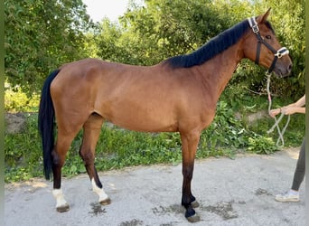 Caballo de deporte alemán, Yegua, 5 años, 167 cm, Castaño