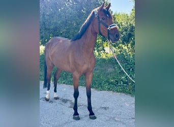 Caballo de deporte alemán, Yegua, 5 años, 167 cm, Castaño