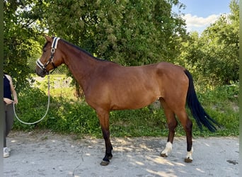 Caballo de deporte alemán, Yegua, 5 años, 167 cm, Castaño
