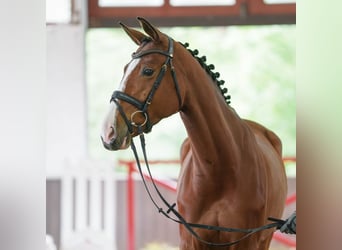 Caballo de deporte alemán, Yegua, 5 años, 167 cm, Castaño