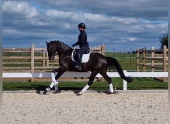 Caballo de deporte alemán, Yegua, 5 años, 167 cm, Morcillo