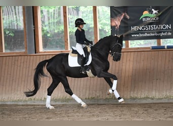 Caballo de deporte alemán, Yegua, 5 años, 167 cm, Negro