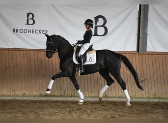 Caballo de deporte alemán, Yegua, 5 años, 167 cm, Negro