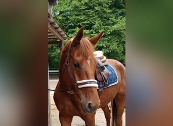 Caballo de deporte alemán, Yegua, 5 años, 168 cm, Alazán