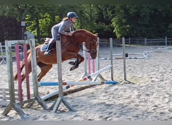 Caballo de deporte alemán, Yegua, 5 años, 168 cm, Alazán