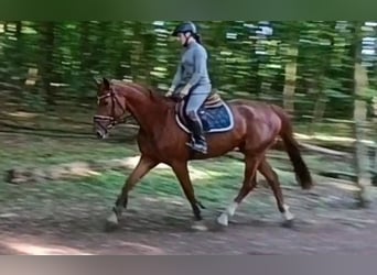 Caballo de deporte alemán, Yegua, 5 años, 168 cm, Alazán