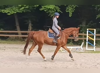 Caballo de deporte alemán, Yegua, 5 años, 168 cm, Alazán
