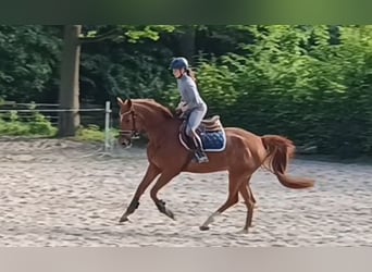 Caballo de deporte alemán, Yegua, 5 años, 168 cm, Alazán