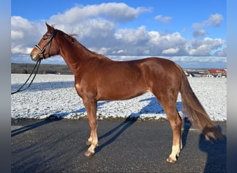 Caballo de deporte alemán, Yegua, 5 años, 168 cm, Alazán