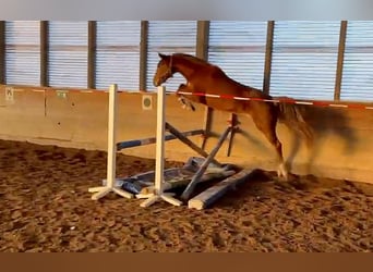 Caballo de deporte alemán, Yegua, 5 años, 168 cm, Alazán