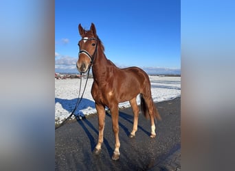 Caballo de deporte alemán, Yegua, 5 años, 168 cm, Alazán