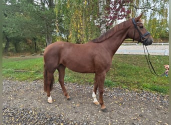 Caballo de deporte alemán, Yegua, 5 años, 168 cm, Alazán