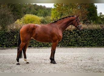 Caballo de deporte alemán, Yegua, 5 años, 168 cm, Castaño