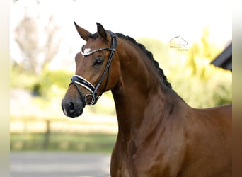 Caballo de deporte alemán, Yegua, 5 años, 168 cm, Castaño