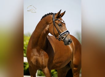 Caballo de deporte alemán, Yegua, 5 años, 168 cm, Castaño