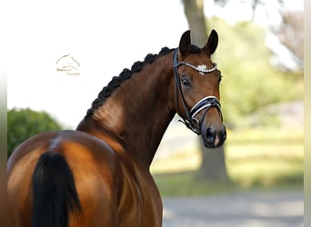 Caballo de deporte alemán, Yegua, 5 años, 168 cm, Castaño