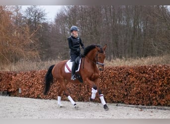 Caballo de deporte alemán, Yegua, 5 años, 168 cm, Castaño