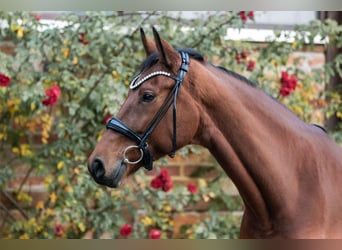 Caballo de deporte alemán, Yegua, 5 años, 168 cm, Castaño