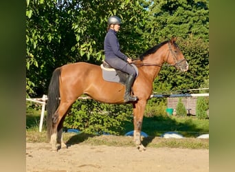 Caballo de deporte alemán, Yegua, 5 años, 168 cm, Castaño