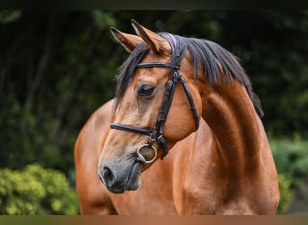 Caballo de deporte alemán, Yegua, 5 años, 168 cm, Castaño