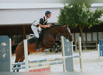 Caballo de deporte alemán, Yegua, 5 años, 168 cm, Castaño
