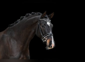 Caballo de deporte alemán, Yegua, 5 años, 168 cm, Castaño oscuro