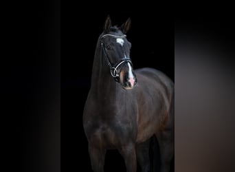 Caballo de deporte alemán, Yegua, 5 años, 168 cm, Castaño oscuro
