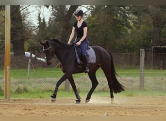 Caballo de deporte alemán, Yegua, 5 años, 168 cm, Castaño oscuro