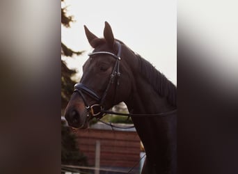 Caballo de deporte alemán, Yegua, 5 años, 168 cm, Castaño oscuro