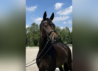 Caballo de deporte alemán, Yegua, 5 años, 168 cm, Castaño oscuro