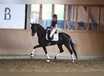 Caballo de deporte alemán, Yegua, 5 años, 168 cm, Castaño oscuro