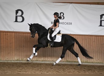 Caballo de deporte alemán, Yegua, 5 años, 168 cm, Castaño oscuro