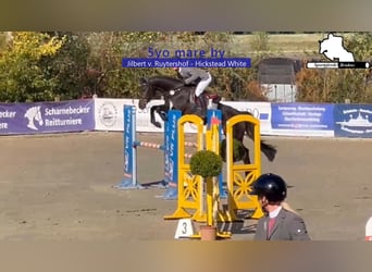 Caballo de deporte alemán, Yegua, 5 años, 168 cm, Castaño oscuro