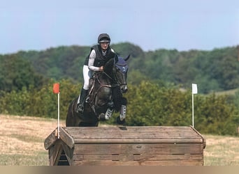 Caballo de deporte alemán, Yegua, 5 años, 168 cm, Morcillo