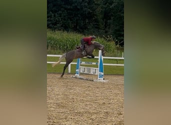 Caballo de deporte alemán, Yegua, 5 años, 168 cm, Tordo