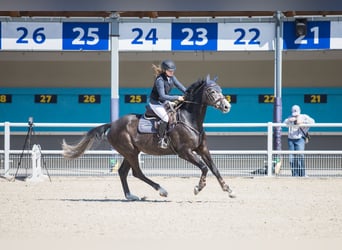 Caballo de deporte alemán, Yegua, 5 años, 168 cm, Tordo