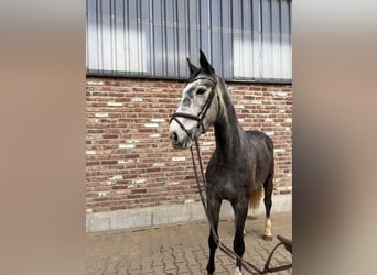 Caballo de deporte alemán, Yegua, 5 años, 168 cm, Tordo rodado