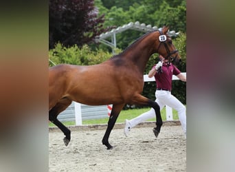 Caballo de deporte alemán, Yegua, 5 años, 169 cm, Castaño