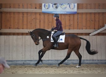 Caballo de deporte alemán, Yegua, 5 años, 169 cm, Castaño